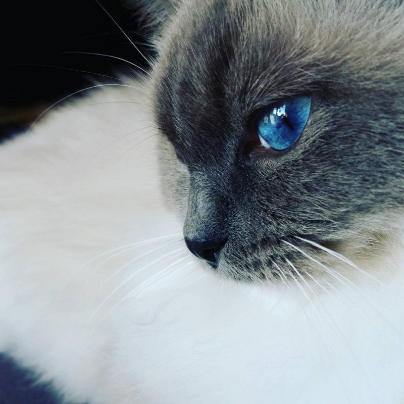 Baccara Chamallow Rose Femelle Ragdoll