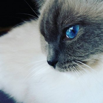 chat Ragdoll Baccara Chatterie Fluffy Dolly chat Ragdoll Baccara Chatterie Fluffy Dolly