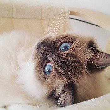 Baccara Ragdoll blue mitted Baccara Chatterie Fluffy Dolly