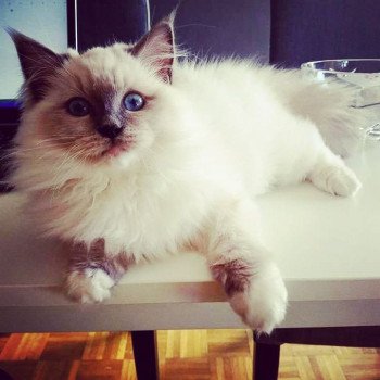 chat Ragdoll blue mitted Baccara Chatterie Fluffy Dolly