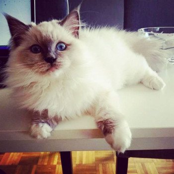 chat Ragdoll blue mitted Baccara Chatterie Fluffy Dolly chat Ragdoll blue mitted Baccara Chatterie Fluffy Dolly