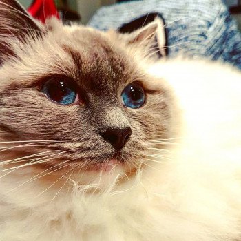 chat Ragdoll blue mitted Baccara Chatterie Fluffy Dolly
