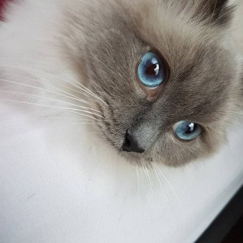 chat Ragdoll blue mitted Baccara Chatterie Fluffy Dolly