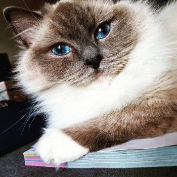 Baccara Ragdoll blue mitted Baccara Chatterie Fluffy Dolly Baccara Ragdoll blue mitted Baccara Chatterie Fluffy Dolly