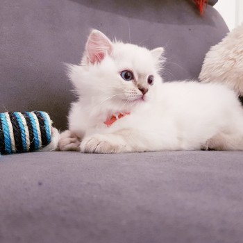 chat Ragdoll lilac tabby point Daisy Fluffy Dolly Chatterie Fluffy Dolly chat Ragdoll lilac tabby point Daisy Fluffy Dolly Chatterie Fluffy Dolly