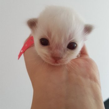 chat Ragdoll lilac tabby point Daisy Chatterie Ragdoll Fluffy Dolly