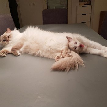 chat Ragdoll lilac tabby point Daisy Chatterie Ragdoll Fluffy Dolly chat Ragdoll lilac tabby point Daisy Chatterie Ragdoll Fluffy Dolly