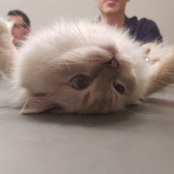 chat Ragdoll lilac tabby point Daisy Chatterie Ragdoll Fluffy Dolly chat Ragdoll lilac tabby point Daisy Chatterie Ragdoll Fluffy Dolly