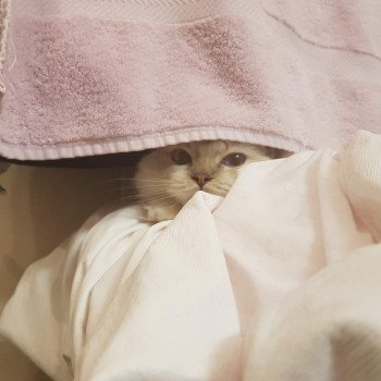 chat Ragdoll lilac tabby point Daisy Chatterie Ragdoll Fluffy Dolly chat Ragdoll lilac tabby point Daisy Chatterie Ragdoll Fluffy Dolly