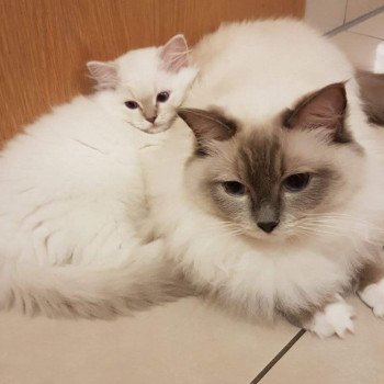 chat Ragdoll lilac tabby point Daisy Chatterie Ragdoll Fluffy Dolly chat Ragdoll lilac tabby point Daisy Chatterie Ragdoll Fluffy Dolly