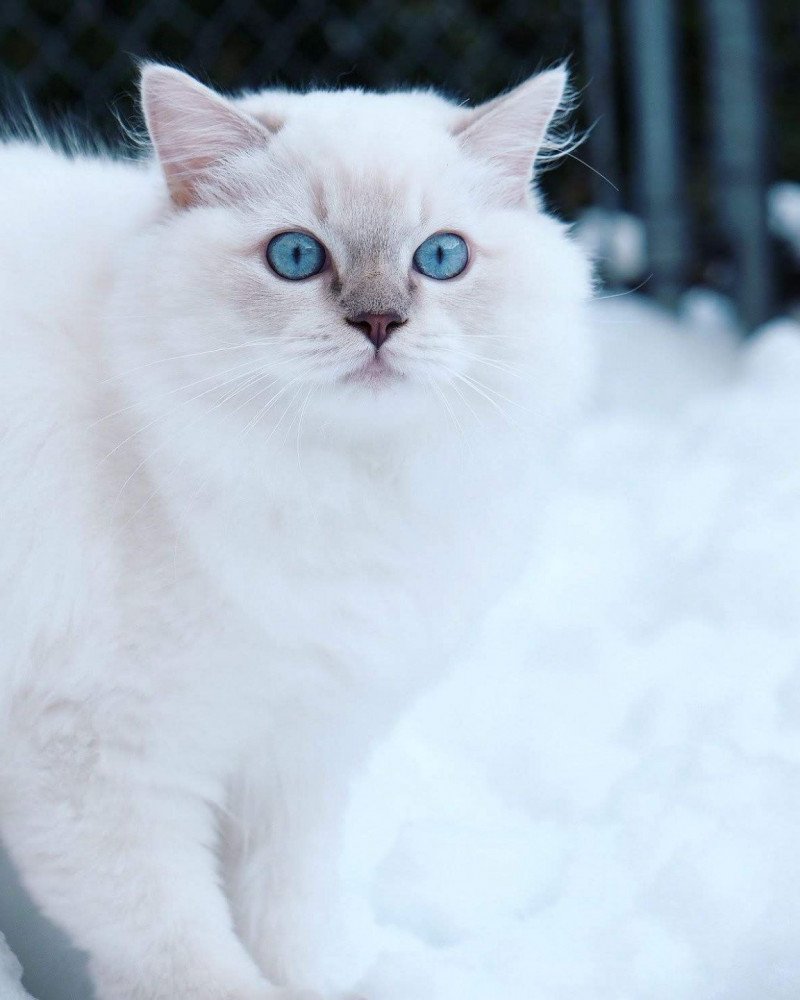 Daisy Fluffy Dolly Femelle Ragdoll Daisy Fluffy Dolly Femelle Ragdoll