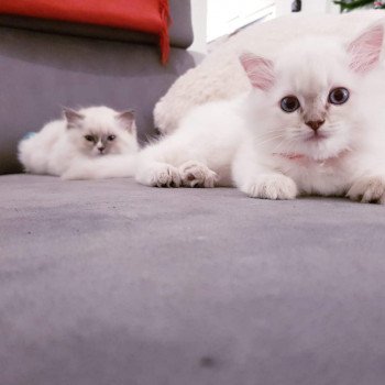chat Ragdoll lilac tabby point Daisy Chatterie Ragdoll Fluffy Dolly chat Ragdoll lilac tabby point Daisy Chatterie Ragdoll Fluffy Dolly