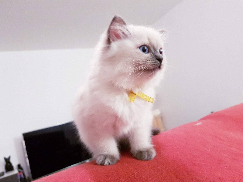 Damassine Fluffy Dolly Femelle Ragdoll Damassine Fluffy Dolly Femelle Ragdoll