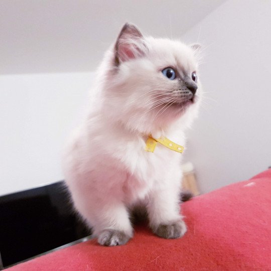 Damassine Fluffy Dolly Femelle Ragdoll