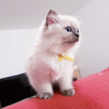 chaton Ragdoll blue Damassine Chatterie Ragdoll Fluffy Dolly