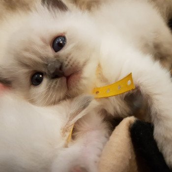 chaton Ragdoll blue Damassine Chatterie Ragdoll Fluffy Dolly chaton Ragdoll blue Damassine Chatterie Ragdoll Fluffy Dolly