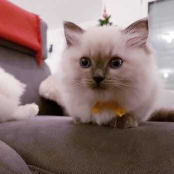 chaton Ragdoll blue Damassine Chatterie Ragdoll Fluffy Dolly