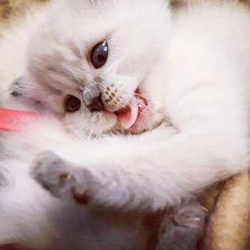 chaton Ragdoll blue Damassine Chatterie Ragdoll Fluffy Dolly chaton Ragdoll blue Damassine Chatterie Ragdoll Fluffy Dolly
