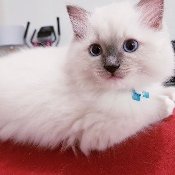 chaton Ragdoll blue mitted Dandee Chatterie Ragdoll Fluffy Dolly