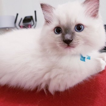 Dandee Fluffy Dolly Mâle Ragdoll