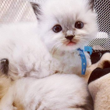 chaton Ragdoll blue mitted Dandee Chatterie Ragdoll Fluffy Dolly