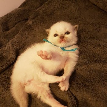 chaton Ragdoll blue mitted Dandee Chatterie Ragdoll Fluffy Dolly