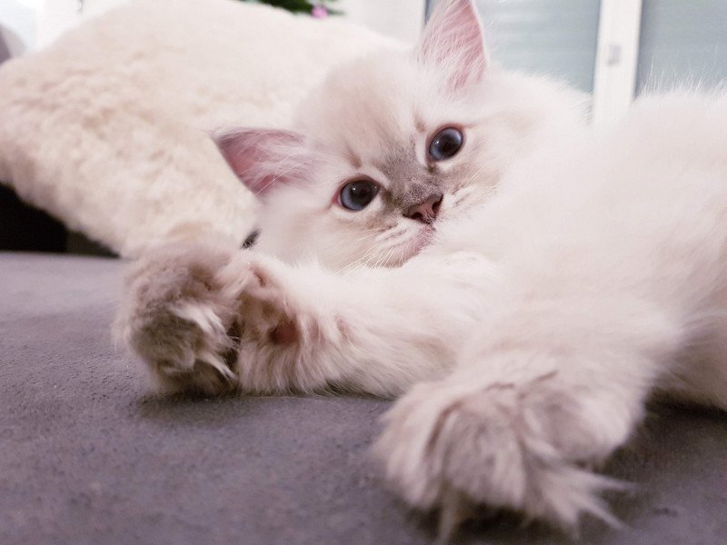 Daya Fluffy Dolly Femelle Ragdoll