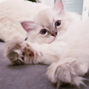 Daya Fluffy Dolly Femelle Ragdoll