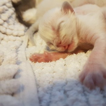 chaton Ragdoll blue tabby Daya Chatterie Ragdoll Fluffy Dolly chaton Ragdoll blue tabby Daya Chatterie Ragdoll Fluffy Dolly