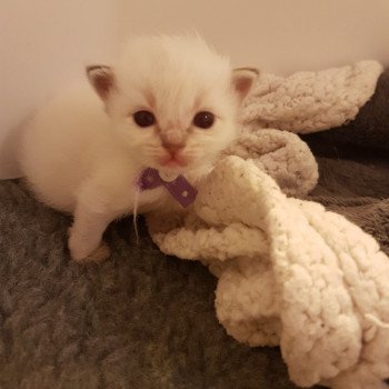 chaton Ragdoll blue tabby Daya Chatterie Ragdoll Fluffy Dolly chaton Ragdoll blue tabby Daya Chatterie Ragdoll Fluffy Dolly