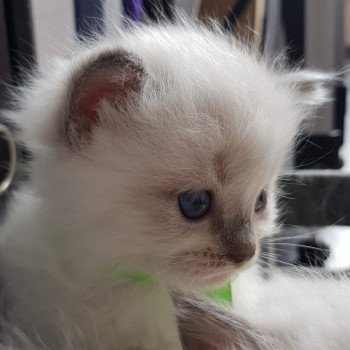 chaton Ragdoll blue mitted Elmer Chatterie Ragdoll Fluffy Dolly