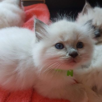 chaton Ragdoll blue mitted Elmer Chatterie Ragdoll Fluffy Dolly