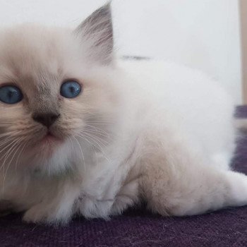 chaton Ragdoll blue mitted Elmer Chatterie Ragdoll Fluffy Dolly