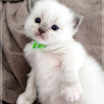 chaton Ragdoll blue mitted Elmer Chatterie Ragdoll Fluffy Dolly