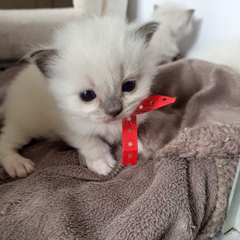 chaton Ragdoll blue mitted Elmo Lester Chatterie Ragdoll Fluffy Dolly