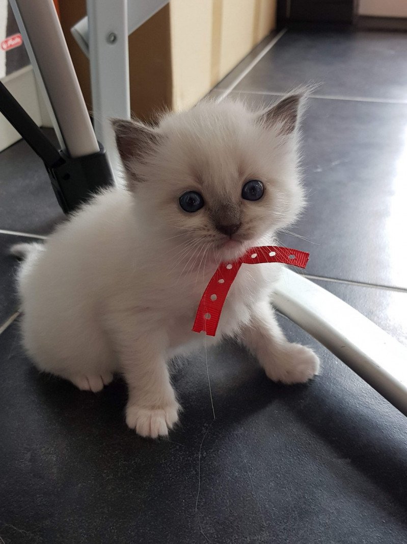 Elmo Lester Fluffy Dolly Mâle Ragdoll