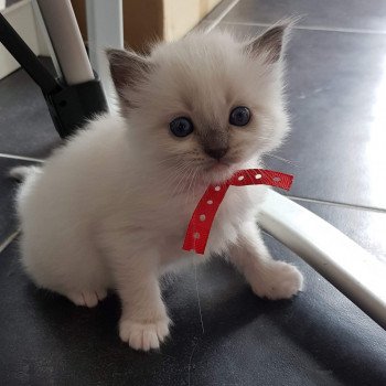 chaton Ragdoll blue mitted Elmo Lester Chatterie Ragdoll Fluffy Dolly