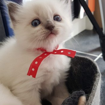 chaton Ragdoll blue mitted Elmo Lester Chatterie Ragdoll Fluffy Dolly