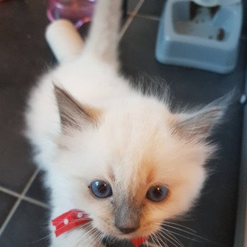 chaton Ragdoll blue mitted Elmo Lester Chatterie Ragdoll Fluffy Dolly