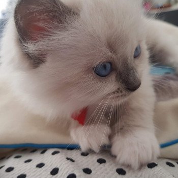 chaton Ragdoll blue mitted Elmo Lester Chatterie Ragdoll Fluffy Dolly