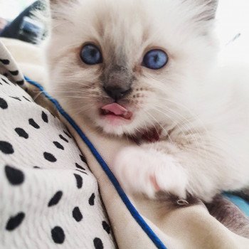 chaton Ragdoll blue mitted Elmo Lester Chatterie Ragdoll Fluffy Dolly