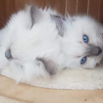 chaton Ragdoll blue mitted Elmo Lester Chatterie Ragdoll Fluffy Dolly