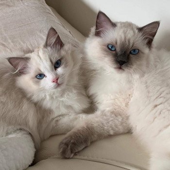 chaton Ragdoll blue & blanc Elolly Chatterie Ragdoll Fluffy Dolly