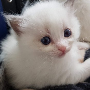 chaton Ragdoll blue & blanc Elolly Chatterie Ragdoll Fluffy Dolly