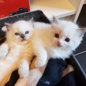 chaton Ragdoll blue & blanc Elolly Chatterie Ragdoll Fluffy Dolly