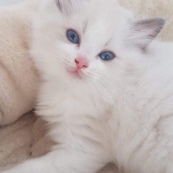 chaton Ragdoll blue & blanc Elolly Chatterie Ragdoll Fluffy Dolly