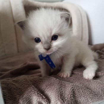 chaton Ragdoll blue mitted Elton Chatterie Ragdoll Fluffy Dolly