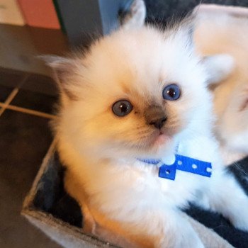 chaton Ragdoll blue mitted Elton Chatterie Ragdoll Fluffy Dolly