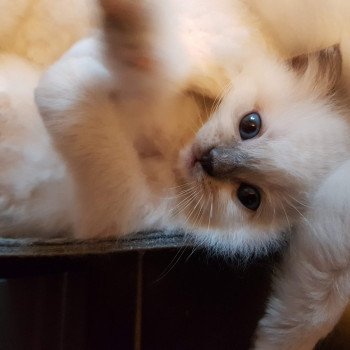 chaton Ragdoll blue mitted Elton Chatterie Ragdoll Fluffy Dolly