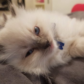 chaton Ragdoll blue mitted Elton Chatterie Ragdoll Fluffy Dolly